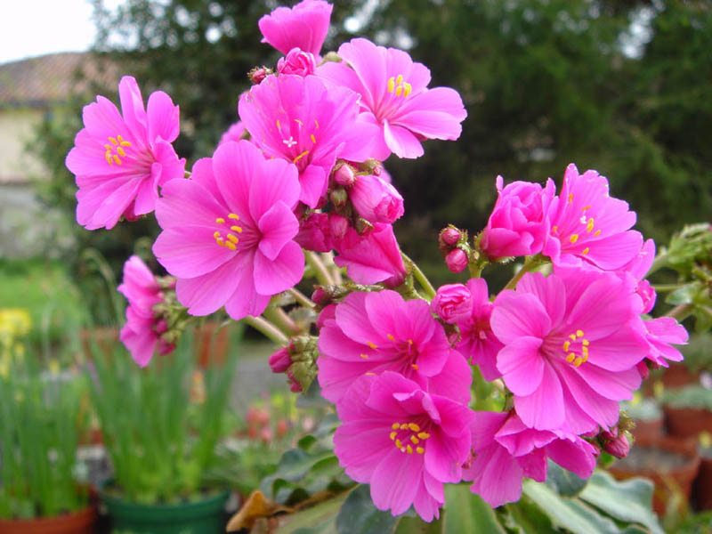 Lewisia cotyledon photo